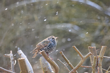 Star auf dem Ast einer Hainbuche mit Schneeflocken