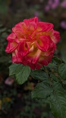 red rose in garden