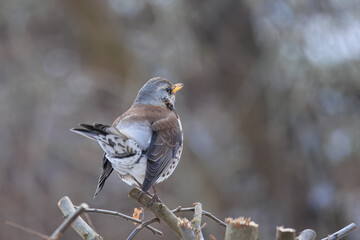 Wacholderdrossel im Winter auf einer Hainbuche