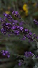 Fototapeta premium lavender flowers in the garden