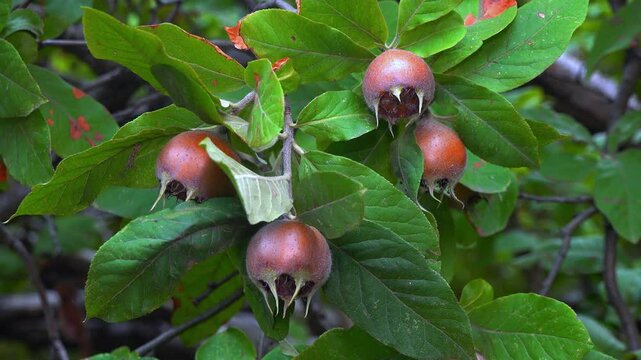 The medlar or common medlar - Mespilus germanica, brown edible sweet fruit with seeds on the background of green leaves in the garden, Ukraine