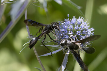 Stahlblauer Grillenj&auml;ger