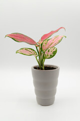 pink and green plant in a pot on a white background