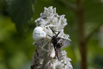 Krabbenspinne mit Fliege als Beute