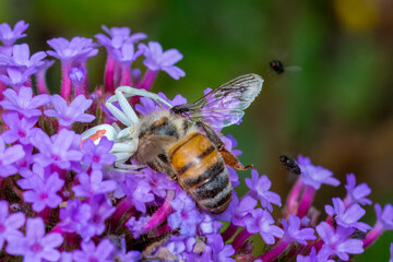 Krabbenspinne mit Biene als Beute