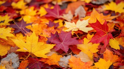 Fototapeta premium Colorful Autumn Leaves Scattered on Ground with Blurred Background - Seasonal Beauty in Red, Orange, and Yellow Hues
