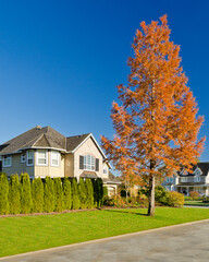luxury house with garage door, big tree and nice Fall Foliage landscape in Vancouver, Canada