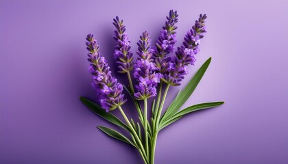 Fototapeta premium Close-Up of Vibrant Lavender Flower with Silvery Green Leaves on a Soft Purple Background. Ideal for Aromatherapy, Herbal Medicine, Spa Themes, and Natural Wellness Concepts