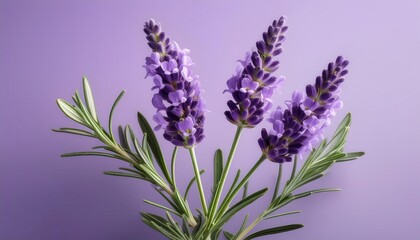 Naklejka premium Close-Up of Vibrant Lavender Flower with Silvery Green Leaves on a Soft Purple Background. Ideal for Aromatherapy, Herbal Medicine, Spa Themes, and Natural Wellness Concepts