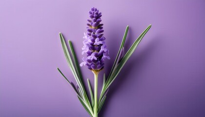 Obraz premium Close-Up of Vibrant Lavender Flower with Silvery Green Leaves on a Soft Purple Background. Ideal for Aromatherapy, Herbal Medicine, Spa Themes, and Natural Wellness Concepts
