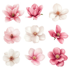 Elegant set of soft pink and white magnolia flowers in full bloom, showcasing nature's delicate beauty.