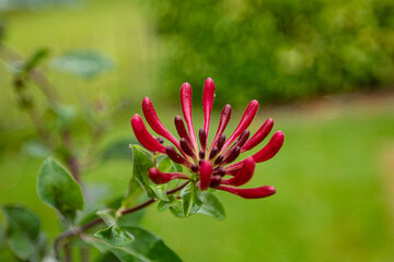 Knospen der Geißblattblüte am frühen Morgen