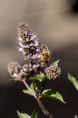 Minzblüten sind auch bei Bienen begehrt