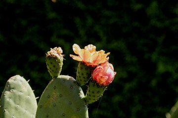 Feigenkaktus mit blühenden Früchten im Sonnenlicht