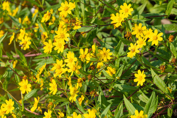 Beautiful yellow flowers of Guizotia abyssinica, close-up. ramtil