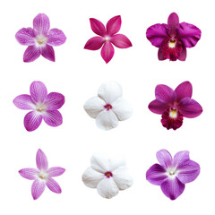 Stunning Set of Exotic Orchids in Vibrant Purple Blooms, Perfect for Nature and Floral Enthusiasts