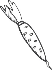 Carrot doodle. Hand drawn organic vegetable root