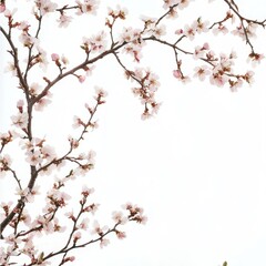 Fototapeta premium Blossoming spring branches with pastel-colored flowers creating a light and airy seasonal atmosphere isolated on white background in center