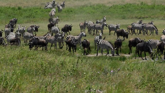 Zebras and wildebeests during the great migration in Serengeti National Park in Tanzania