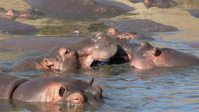 Two male hippopotamus fighting in the river for dominance in Serengeti National Park in Tanzania