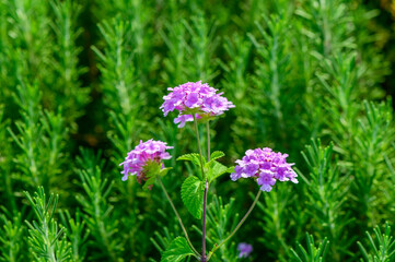 Delicate purple flowers blooming amidst vibrant green foliage in a sunny garden during the spring season