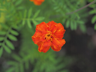 Obraz premium A single orange marigold flower is the main focus of the image. The flower is surrounded by green leaves, which give the impression of a lush, vibrant garden.