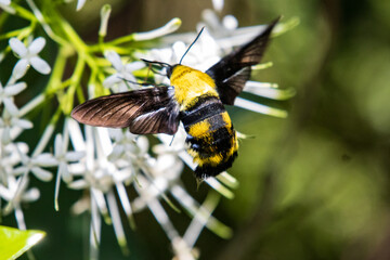 Vibrant Yellow and Sataspes Bee on White Flowers