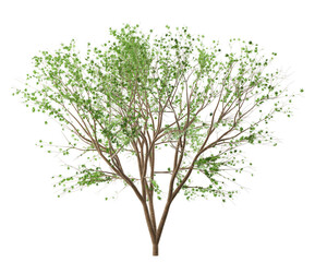 Obraz premium 高精細な木：カエデ