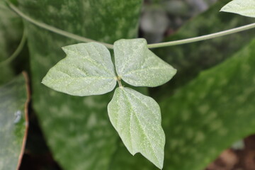 Una toma de cerca de varias plantas con hojas de  color verde en un jardín.