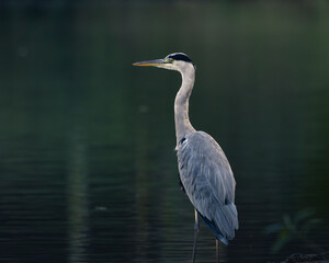 great blue heron ardea cinerea