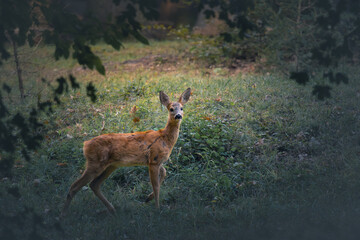 deer in the woods