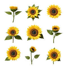 Vibrant Set of Realistic Sunflowers with Bright Yellow Petals Against a Natural Background