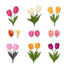 Obraz premium Vibrant Set of Multicolored Tulips: A Celebration of Spring's Beauty and Diversity in Bloom