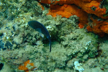 Damselfish or Mediterranean chromis (Chromis chromis) undersea, Aegean Sea, Greece, Halkidiki, Pirgos beach