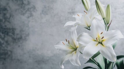 White Lilies on Grey Background