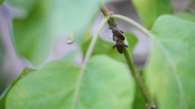 Black aphids or bugs on eggplant tree.