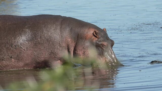 Adult male hippopotamus walking in the shallow river water in Serengeti National Park in Tanzania