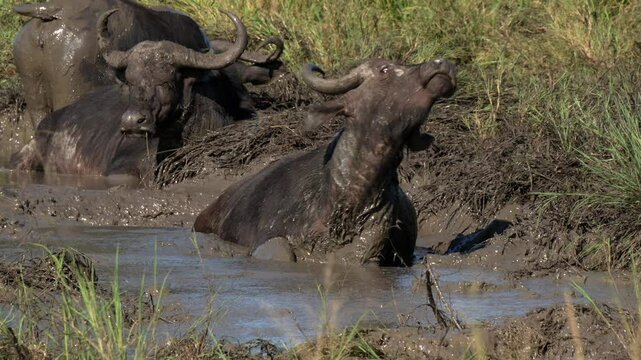 African buffaloes taking a mud bath to help regulate their body temperature in Serengeti, Tanzania