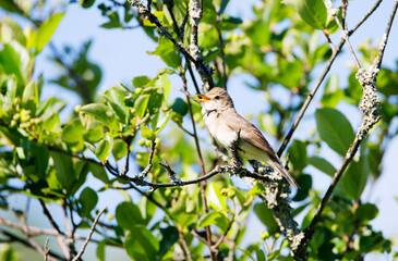 Nightingale vulgaris, or Oriental – Luscinia Luscinia (l., 1758)
 It is one of the most famous...