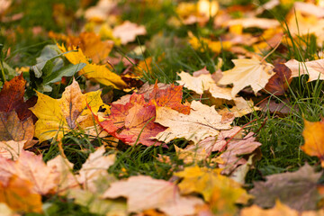 Closeup of colorful autumn leaves