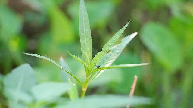 Small black leaf beetles on the tips of leaves. Flea beetle.
