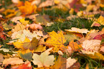 Closeup of colorful autumn leaves