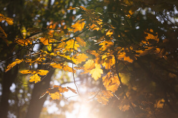 sun through the leaves