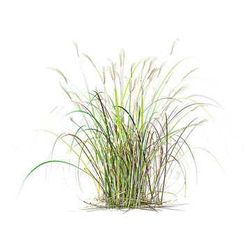 3d illustration of Cogon grass isolated on transparent Canvas