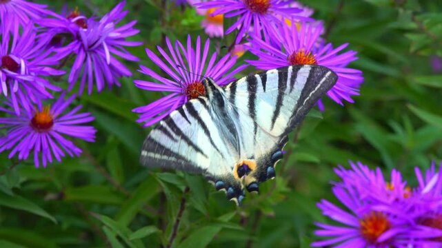 The scarce swallowtail - Iphiclides podalirius, butterfly collects nectar on red aster flowers in a garden, Ukraine