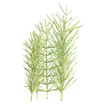 3d Rendering Of Field horsetail Plant With Transparent Canvas