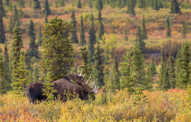 Bull Alaska Yukon Moose in Autumn in Denali National Park Alaska 