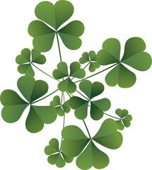 Three-leaf clover, plant Trifolium