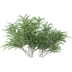 Collection of Lonicera pileata plant isolated on transparent Canvas