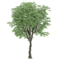 Fototapeta premium Collection of River birch plant isolated on transparent Canvas